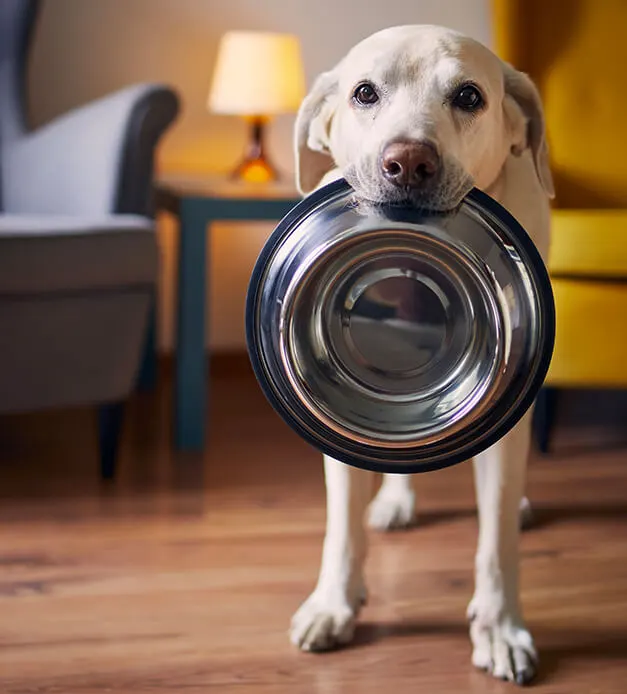 Papipets petfood