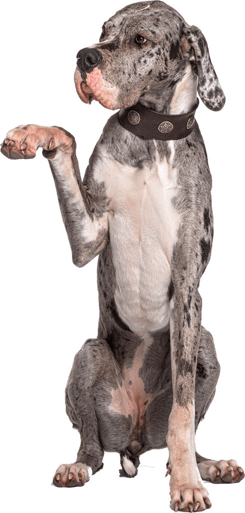 Petfood Nouvelle Génération